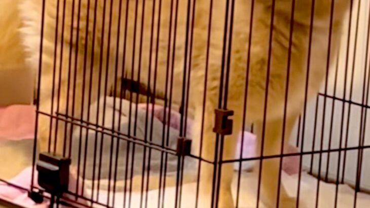 『ポメラニアン…？』もはや小型犬とは思えない『巨大すぎる光景』に23万再生の反響「唯一無二でかわいいｗ」「スピッツみたいになってて草」(ブログ)