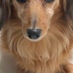 『どんな寝方したのｗｗ』寝起きのおばあちゃん犬→髪型を見てみると…とんでもない『寝ぐせ』になった光景が8万再生「パヤパヤｗ」「愛おしい」(ブログ)