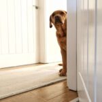 犬が『ソワソワ』しているときの心理5選　愛犬を安心させるためにできることまで(ブログ)