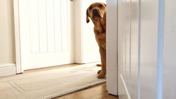 犬が『ソワソワ』しているときの心理5選　愛犬を安心させるためにできることまで(ブログ)