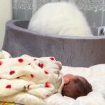 赤ちゃんを全力で寝かしつけようとするサモエド犬→まさかの『斬新な方法』が80万表示「頑張ってて尊い」「頑張れお姉ちゃん！」エールの声も(ブログ)