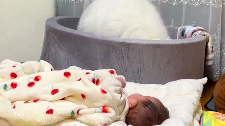 赤ちゃんを全力で寝かしつけようとするサモエド犬→まさかの『斬新な方法』が80万表示「頑張ってて尊い」「頑張れお姉ちゃん！」エールの声も(ブログ)