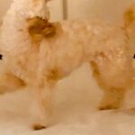 ぬいぐるみのような1歳の犬→悪さをする時だけは…全力すぎる『イタズラの仕方』に反響　普段のかわいらしい姿からは想像できない光景に爆笑(ブログ)