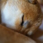 犬が『睡眠不足』になっているサイン５選　寝不足による体への悪影響とは？(ブログ)