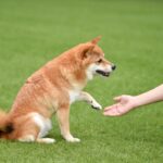 犬の『利き手』を調べる方法3つ　利き手を知っておくことでどんなメリットがあるの？(ブログ)