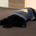 久しぶりに再会した『犬とお兄ちゃん』→トイレに行っただけなのに…ドアの前で見せた『悲壮感が溢れている光景』に反響「羨ましい」「可愛すぎ」(ブログ)