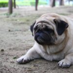 『太りやすい』犬種5選　肥満が引き起こす危険な症状や改善すべき生活習慣まで(ブログ)