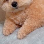 毛布に寄りかかる犬→そのまま眠ってしまい…ぬいぐるみ過ぎる『寝姿』に14万いいね集まる「え、ぬいぐるみじゃないの？」「燃料切れｗ」と絶賛(ブログ)