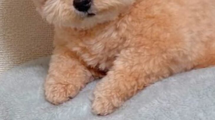 毛布に寄りかかる犬→そのまま眠ってしまい…ぬいぐるみ過ぎる『寝姿』に14万いいね集まる「え、ぬいぐるみじゃないの？」「燃料切れｗ」と絶賛(ブログ)