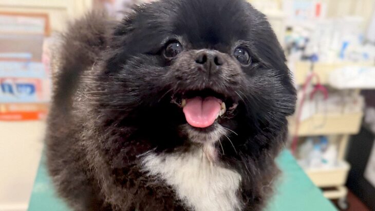 病院の診察台で笑顔を見せていた犬→『注射』と聞こえた瞬間に…もはや別犬な『わかりやすい表情』に反響「即オチ２コマ漫画で草」「可愛いｗ」(ブログ)