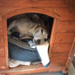 犬が『散歩の気分じゃない』と思っているサイン5つ　散歩への意欲を引き出すためにできることとは？(ブログ)