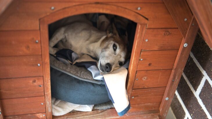 犬が『散歩の気分じゃない』と思っているサイン5つ　散歩への意欲を引き出すためにできることとは？(ブログ)