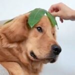 大型犬に葉っぱを乗せ『似合ってる』と言ってみた結果→まるで人間のような『まさかの表情』が16万再生「伝わってるｗ」「まんざらでもない」(ブログ)