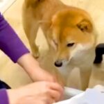 会社の『看板犬』として働くワンコ→一日が始まると…あまりにも可愛い『仕事っぷり』が56万再生「癒し担当」「最高すぎる…」と悶絶の声も(ブログ)