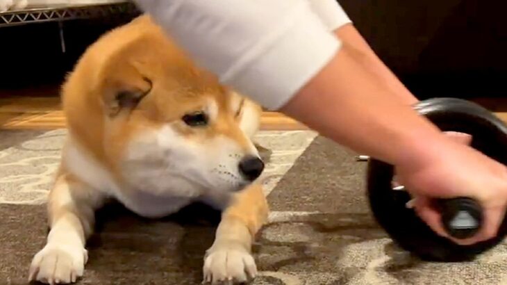 筋トレをしていたら、犬が乱入してきて…まさかの『体を張った応援』が可愛すぎると25万再生「ナイスアシストｗ」「ムギュッと潰れてて草」(ブログ)