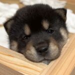 生後30日目の『赤ちゃん子犬たち』→巣箱から脱走をして…とんでもなく尊い『お部屋の大冒険』が12万再生「最高に可愛い」「ムチムチで元気」(ブログ)