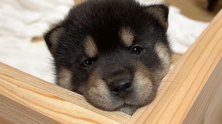 生後30日目の『赤ちゃん子犬たち』→巣箱から脱走をして…とんでもなく尊い『お部屋の大冒険』が12万再生「最高に可愛い」「ムチムチで元気」(ブログ)