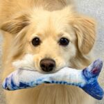 なぜか『魚のおもちゃ』を何度も見せに来る犬→まさかの『策士すぎる思惑』が13万表示「人間がチョロいの知ってて草」「学習能力高いｗ」と絶賛(ブログ)