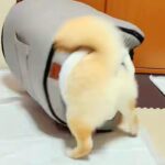 犬用ハウスが『サイズ違いで届いた』結果→犬が無理やり入ろうとして…思わず吹き出す『まさかの結末』に反響「ハウスごとｗｗ」「めちゃ笑った」(ブログ)