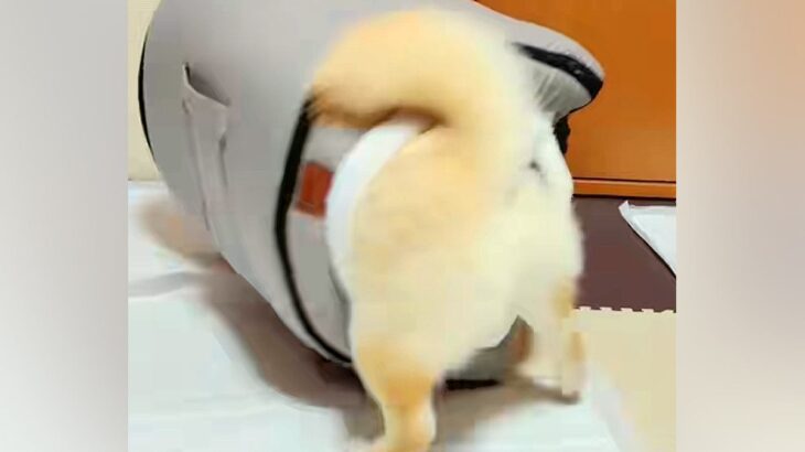 犬用ハウスが『サイズ違いで届いた』結果→犬が無理やり入ろうとして…思わず吹き出す『まさかの結末』に反響「ハウスごとｗｗ」「めちゃ笑った」(ブログ)