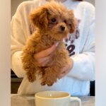『ティーカッププードルは、本当にティーカップに入るのか？』検証したら…『まさかの結果』が107万再生「プードル丼ｗｗ」「可愛すぎて笑う」(ブログ)