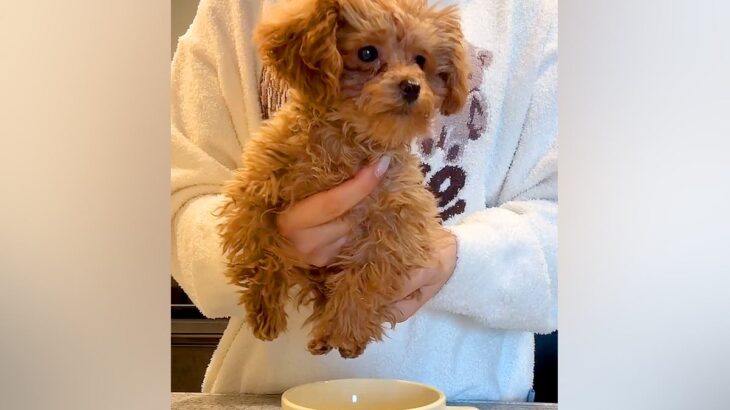 『ティーカッププードルは、本当にティーカップに入るのか？』検証したら…『まさかの結果』が107万再生「プードル丼ｗｗ」「可愛すぎて笑う」(ブログ)