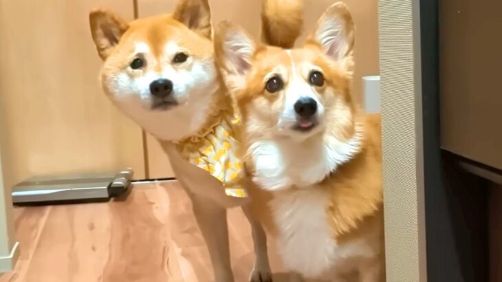 キッチンで料理をする父→犬2匹と猫が大集合して…絶対に無視できない『圧の強すぎるおねだり』が15万再生「可愛すぎ」「あげちゃうよねｗ」(ブログ)