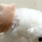 『犬がおもちゃを持ってきた』と思って振り向いたら…予想と違いすぎる『まさかのハプニングと表情』に4万いいね「申し訳なさそうｗ」「可愛い」(ブログ)