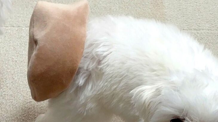 『犬がおもちゃを持ってきた』と思って振り向いたら…予想と違いすぎる『まさかのハプニングと表情』に4万いいね「申し訳なさそうｗ」「可愛い」(ブログ)