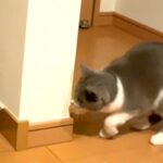 猫が階段で待ち伏せして『犬を驚かせようとした』結果…『思っていたのと違う反応』が微笑ましいと55万再生「慣れてて草」「なんか人間っぽい」(ブログ)