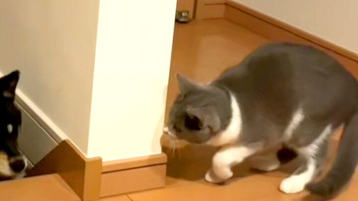猫が階段で待ち伏せして『犬を驚かせようとした』結果…『思っていたのと違う反応』が微笑ましいと55万再生「慣れてて草」「なんか人間っぽい」(ブログ)