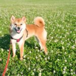 犬が散歩中に『見つめてくる』心理５選　主な理由や信頼関係を築くための適切な対応まで(ブログ)