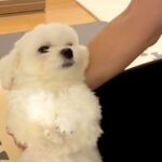 夜、『ひとりで寝たくない』と訴える犬→心を鬼にして『今日は別々で寝よう』としたら…思わず共感する展開が16万再生「無理」「仕方ないｗ」(ブログ)