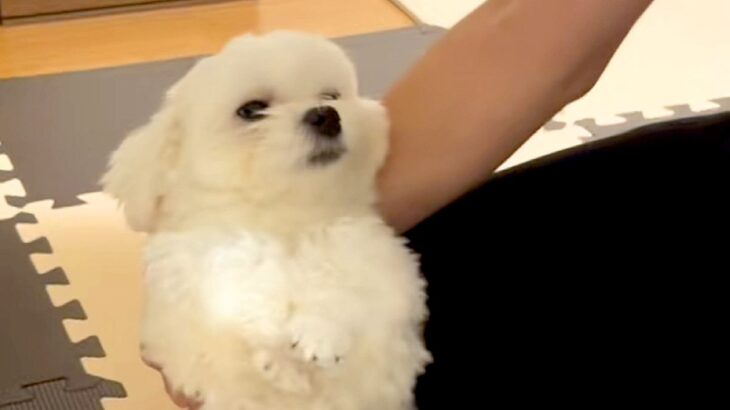 夜、『ひとりで寝たくない』と訴える犬→心を鬼にして『今日は別々で寝よう』としたら…思わず共感する展開が16万再生「無理」「仕方ないｗ」(ブログ)