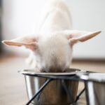 犬に使ってはいけない『NG食器』4選　危険だと言われている理由や正しい選び方まで(ブログ)