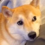 いつもママの上に乗りたがる犬→妊娠後、お腹が大きくなると…あまりにも尊い『予想外の光景』が18万再生「分かってるんだ」「なんて優しい顔」(ブログ)