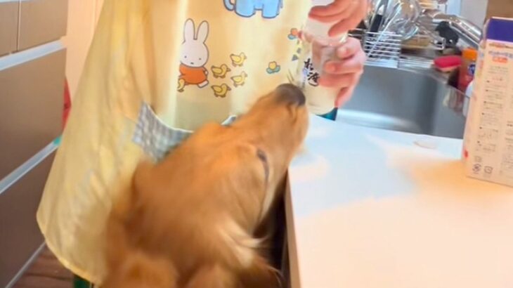 『大型犬は、哺乳瓶でミルクを飲めるのか』試してみた結果…まるで『人間の赤ちゃんのような光景』が10万再生「大きな園児ｗ」「母性爆発する」(ブログ)