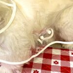 雨の日散歩のため『犬にレインコートを着せた』結果…『一旦考えさせて』思っていたのと違う光景に3万いいね「不服そうで草」「笑い止まらんｗ」(ブログ)