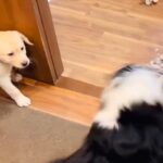 大型犬たちの激しい綱引きで、子犬が巻き込まれそうになり…思わずキュンとする『ヒーロー登場の瞬間』が27万表示「なんて頼もしい」「泣ける」(ブログ)