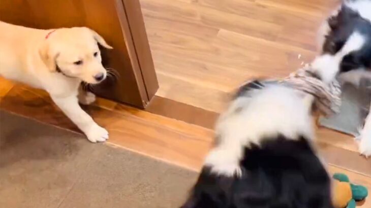大型犬たちの激しい綱引きで、子犬が巻き込まれそうになり…思わずキュンとする『ヒーロー登場の瞬間』が27万表示「なんて頼もしい」「泣ける」(ブログ)