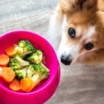 犬の免疫力を高める『食材』５選　意外と知らない食べ物の種類や与え方の注意点まで(ブログ)