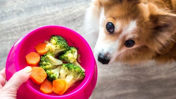 犬の免疫力を高める『食材』５選　意外と知らない食べ物の種類や与え方の注意点まで(ブログ)