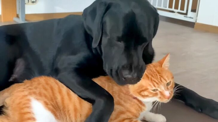 大型犬と猫の1日を観察→喧嘩していたかと思ったら、仲良くくっついて…あまりにも尊い関係性に反響「いいパートナー」「なんて微笑ましい」(ブログ)