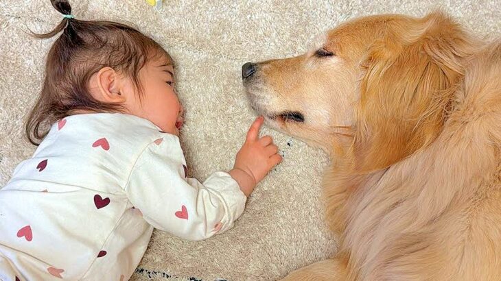 生まれた時から大型犬にお世話してもらっていた赤ちゃん→1歳になった結果…尊すぎる『立場の逆転』が17万再生「微笑ましい」「大好き伝わる」(ブログ)