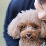 犬にとって『やりすぎなお世話』4つ　意外とやりがちな過剰なケアとは？(ブログ)