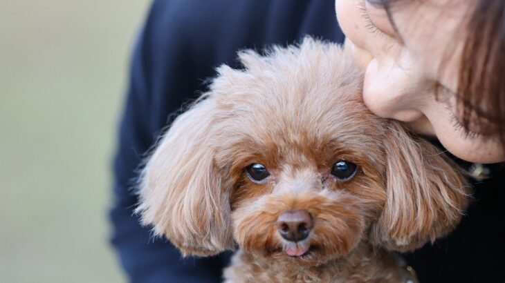 犬にとって『やりすぎなお世話』4つ　意外とやりがちな過剰なケアとは？(ブログ)