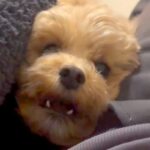 ラブラブなママとパパを見た犬→犬がヤキモチを妬いてしまい…まさかの『ブチキレ』が35万再生「男同士の決闘ｗ」「しっぽフリフリで草」の声(ブログ)