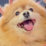 他界した飼い主を『2日間も見守り続けた犬』→発見されるまで寄り添っていて…涙が止まらない展開に感動の声「泣けた」「また幸せになって」(ブログ)