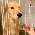 なかなかケージに入らない大型犬→なんとか入れようとした結果、扉に挟まってしまい…『まさかの表情』が91万再生「吹き出したｗ」「たまらん」(ブログ)