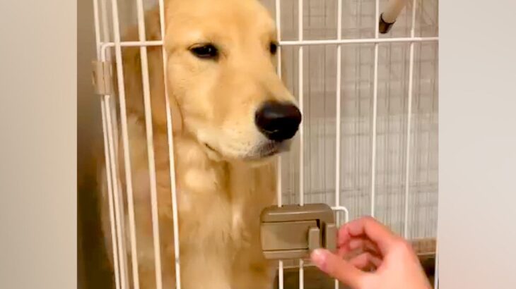なかなかケージに入らない大型犬→なんとか入れようとした結果、扉に挟まってしまい…『まさかの表情』が91万再生「吹き出したｗ」「たまらん」(ブログ)